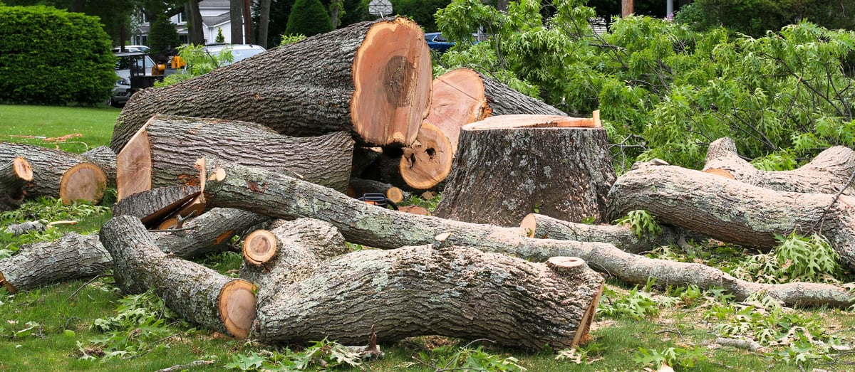 Tree Removal by WestWood Tree Care arborists