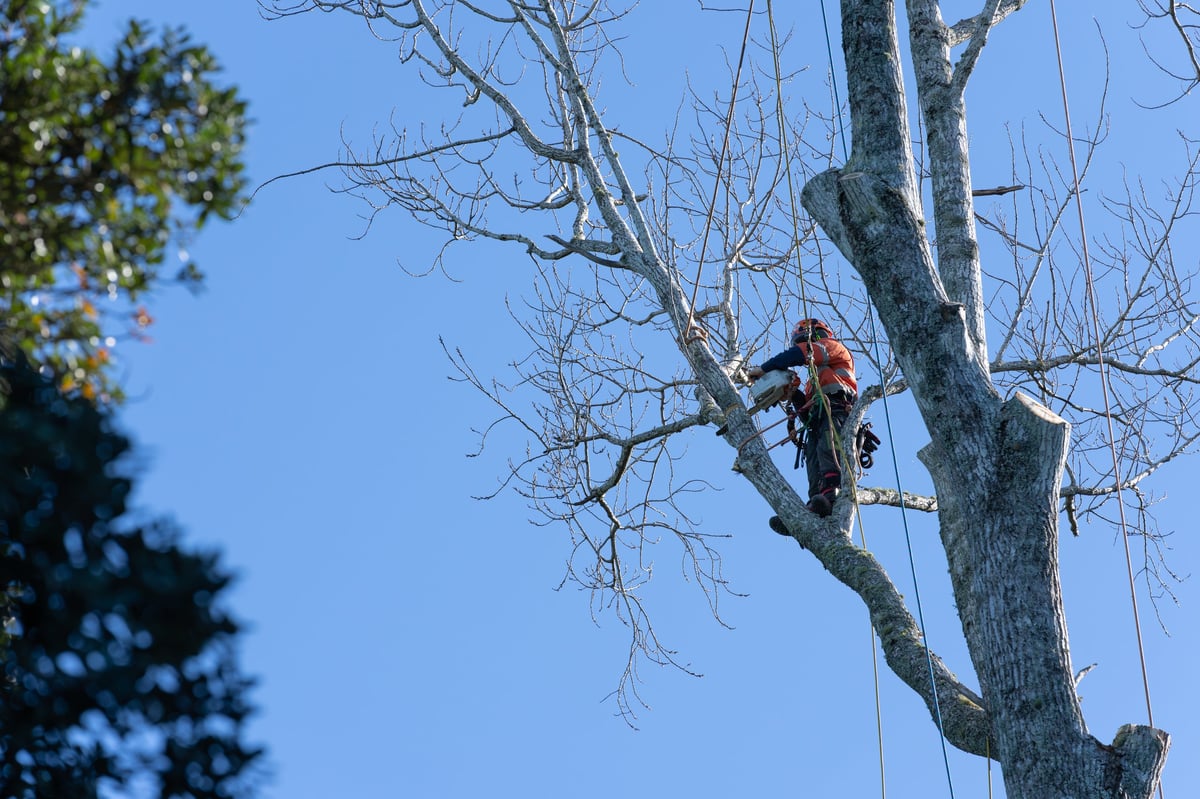 Tree Pruning & Crown Reduction by WestWood Tree Care arborists