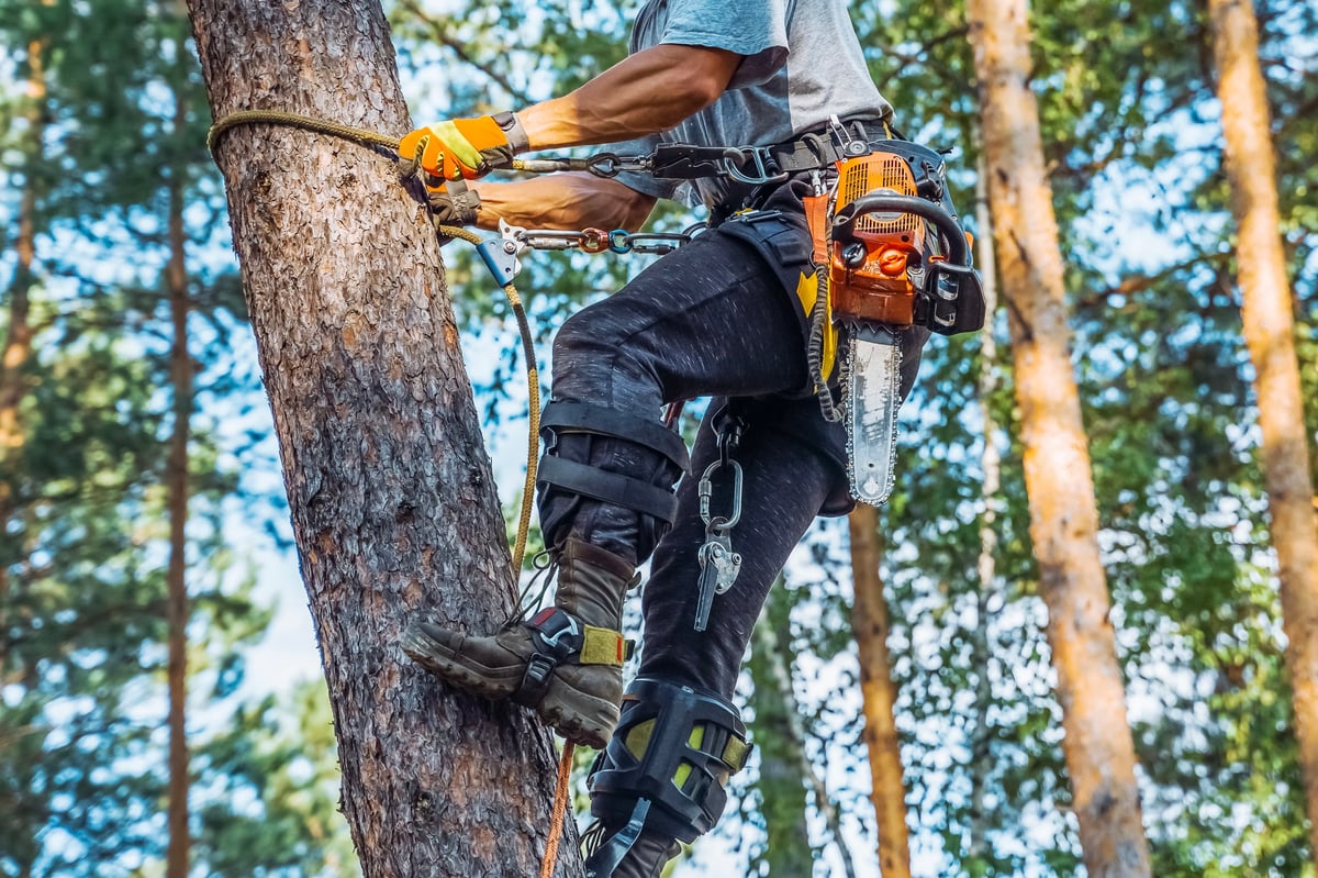 Emergency Tree Work by WestWood Tree Care arborists
