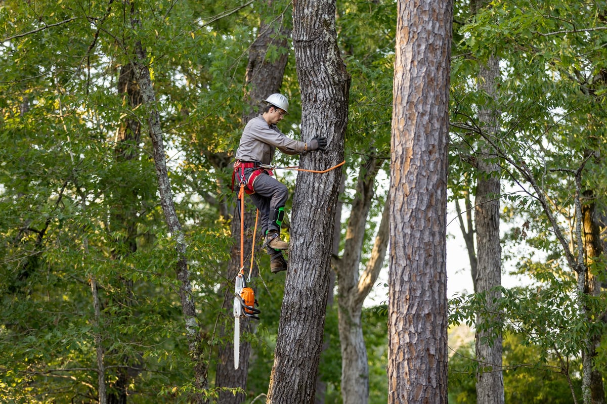 WestWood Tree Care arborist climbing safely with full equipment