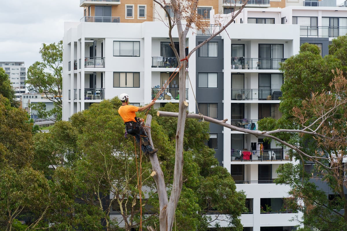 Arborist with a chainsaw carrying out a controlled tree removal