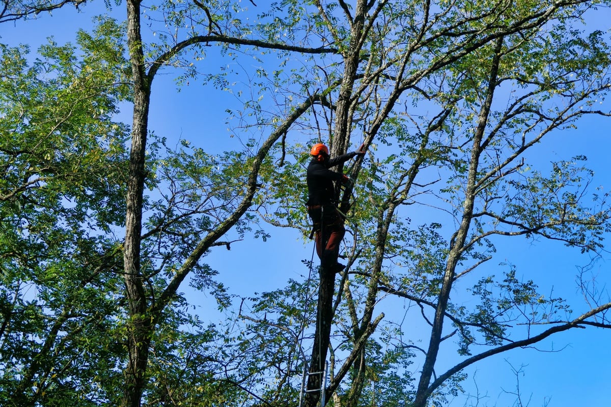 WestWood Tree Care arborist at work in a mature tree