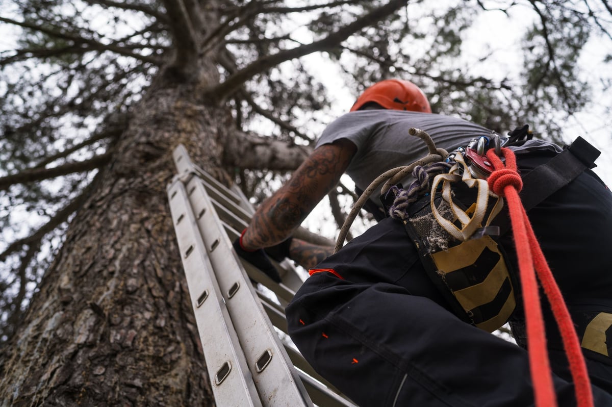 Arborist caring for a large tree in a residential garden