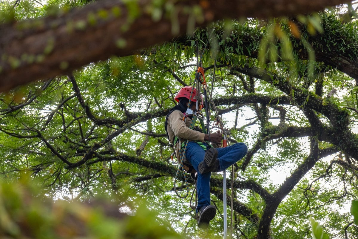 Arborist pruning a large tree branch high up