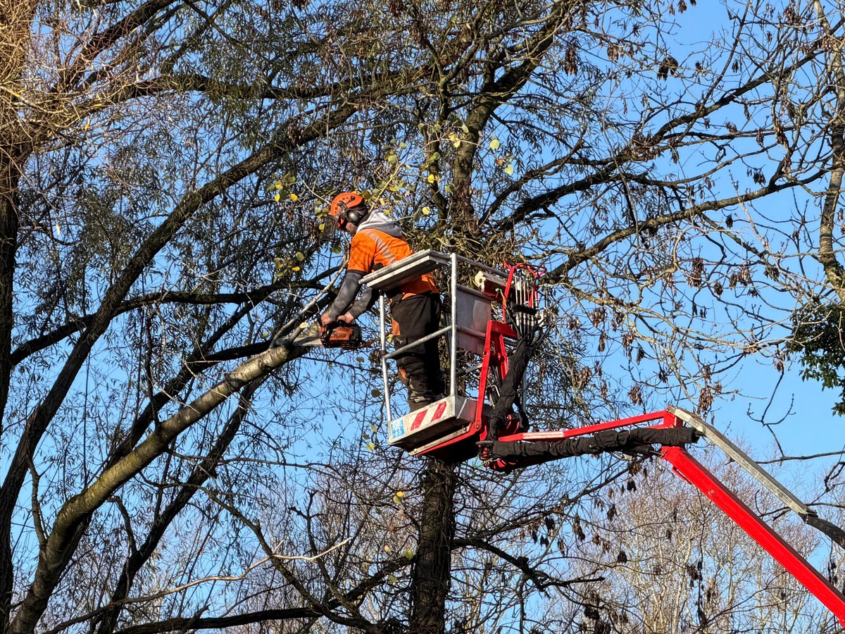 Hedge Trimming by WestWood Tree Care arborists
