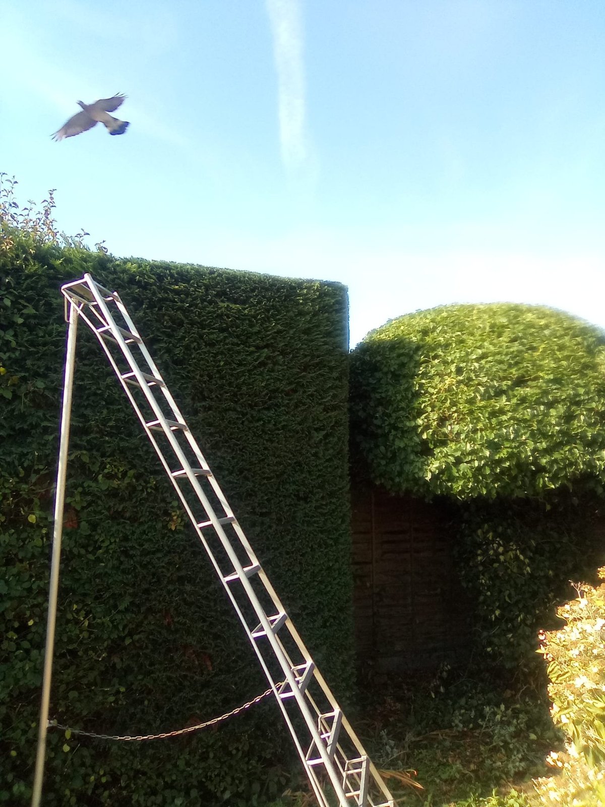A bird flies in the clear sky above tall, neatly trimmed green hedges with a metal ladder leaning against one hedge below