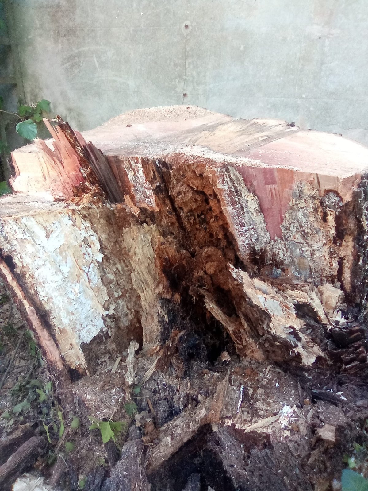 Weathered tree stump with decaying wood and exposed grain against a concrete wall background